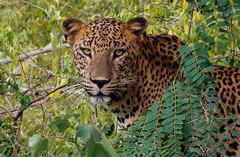 Wildlife Wild Safari In Sri Lanka Adventure Lankaexplorer Holidays