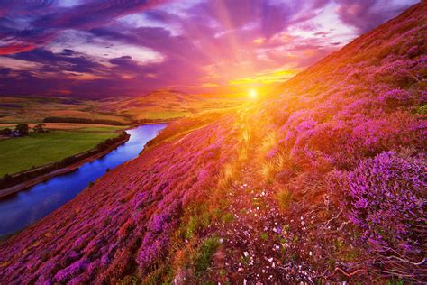 Colorful Landscape Hill Slope Covered By Violet Heather Flowers And