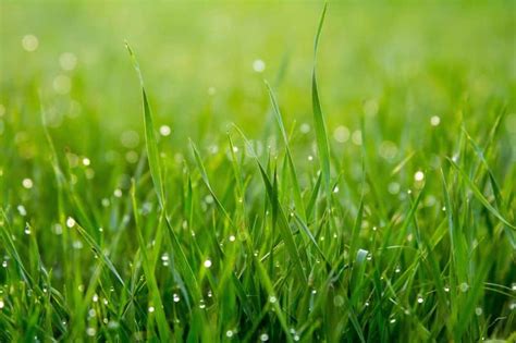 Best Grass Seed For Michigan Lawns Overseeding Grass Types