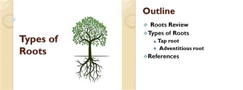 Types Of Roots Presentation Ppt Do A Biology