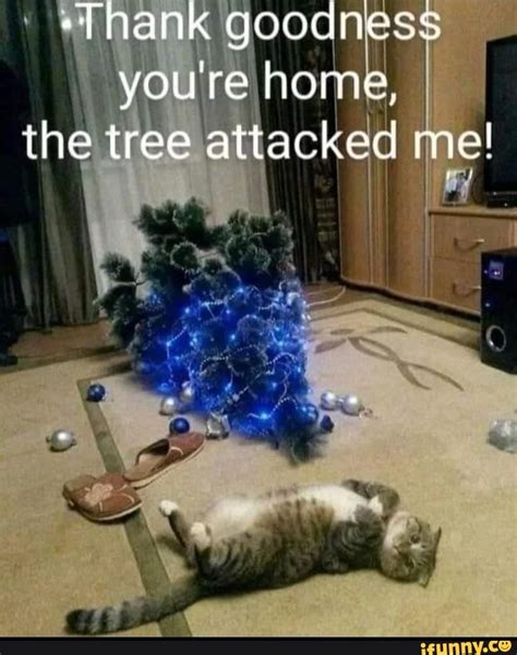 Thank Goodness You Re Home The Tree Attacked Me Ifunny
