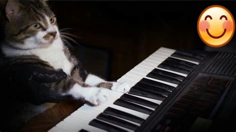 A Cat Playing The Piano Youtube