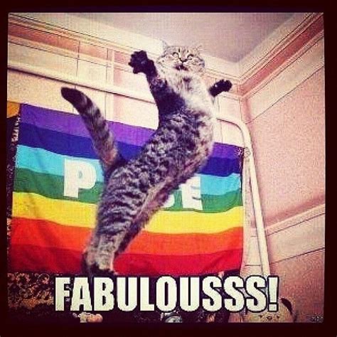 Someones Totally Fabulous~ Funny Cats Cats Cat Memes