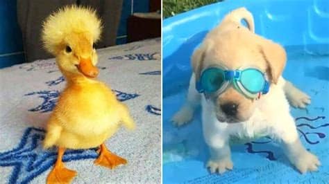 Hewan Bayi Super Imut 🔴 Video Kucing Dan Anjing Lucu 2020 ...