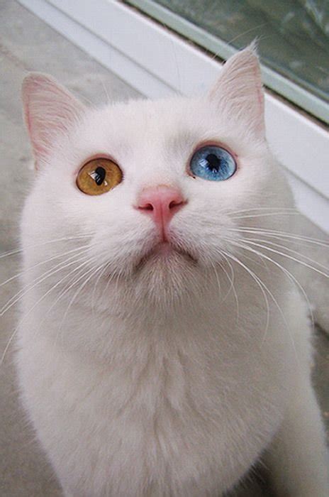 Cool Animals Pictures White Cat With Two Different Color Eyes Photos