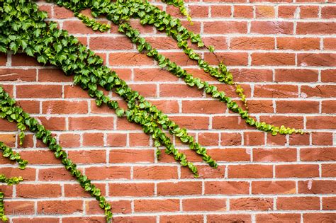 Brick Wall And Vines By Jamie Sobczyk Photo 49191814 500px