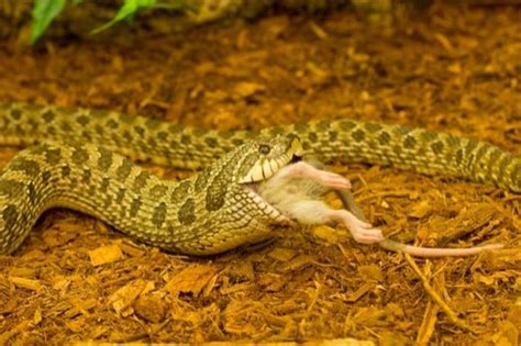 If you are planning to have a hognose snake as your pet, you should make sure that you are really capable of handling such reptile. Hognose Snake Care Guide, Information, and Facts! — Snakes ...