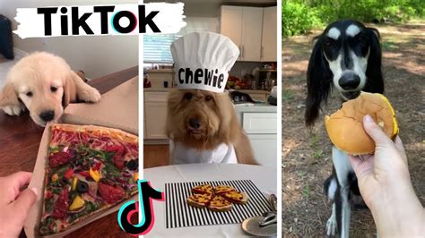 Funny Dogs Of Tiktok Compilation ~ Cutest Puppies Tik Tok Dogs Experts