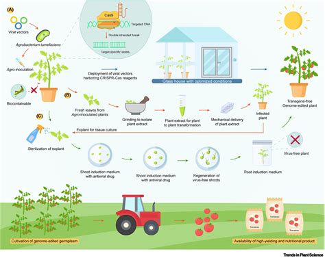 Viral Vectors As Carriers Of Genome Editing Reagents Trends In Plant