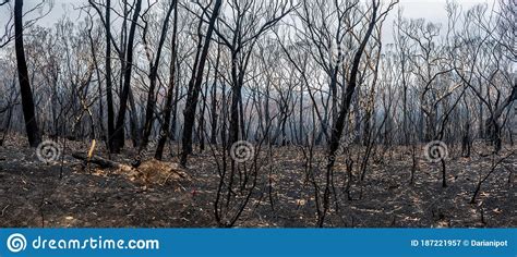 Australian Bushfires Aftermath Burnt Eucalyptus Trees Damaged By The