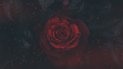 Download 1920x1080 Wallpaper Rose Bud Flower Close Up Full Hd Hdtv