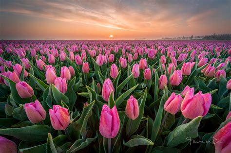 Pink Tulip Field At Sunset
