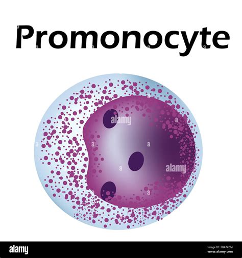Promonocyte