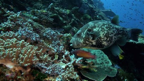 Mappa Pufferfish Sheltering Under Coral Stock Footage