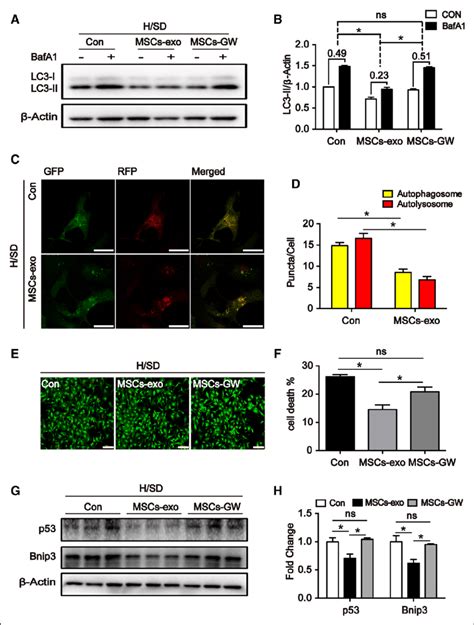 Mesenchymal Stem Cell Secreted Exosomes Msc Exo Regulate Autophagic