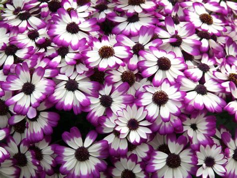Purple Flowers Wallpaper Download