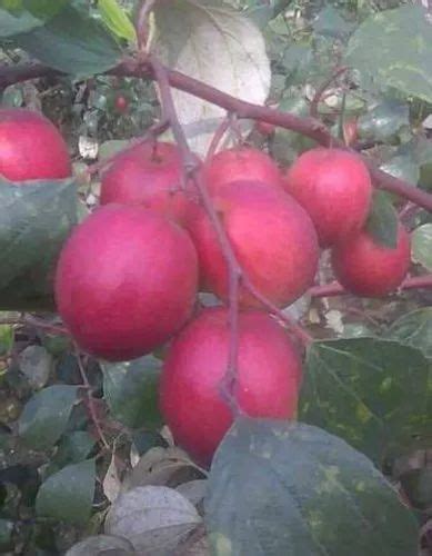 Well Watered Kashmiri Red Apple Ber Plant For Fruits At Rs 65piece In