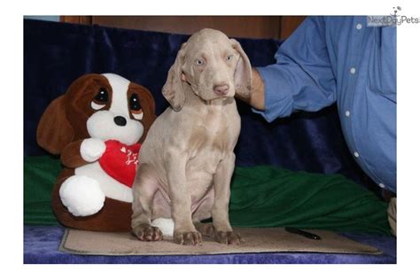 Weimaraner Puppy For Sale Near Lancaster Pennsylvania 1c91a975 3bc1