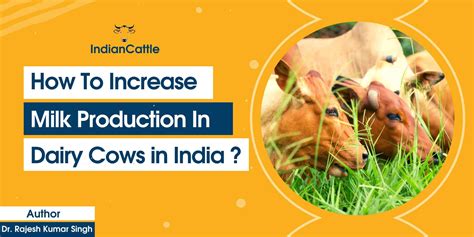 How To Increase Milk Production In Dairy Cows In India Indiancattle