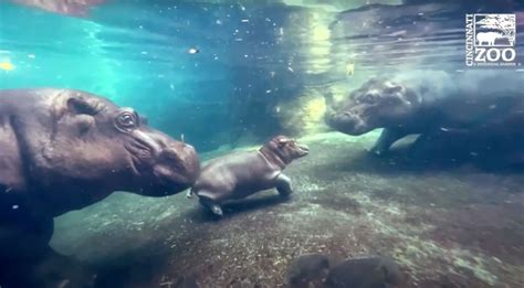 Fiona The Hippo Meets Brother Fritz Video