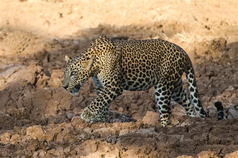 The Sri Lankan Leopard Leopard Trails