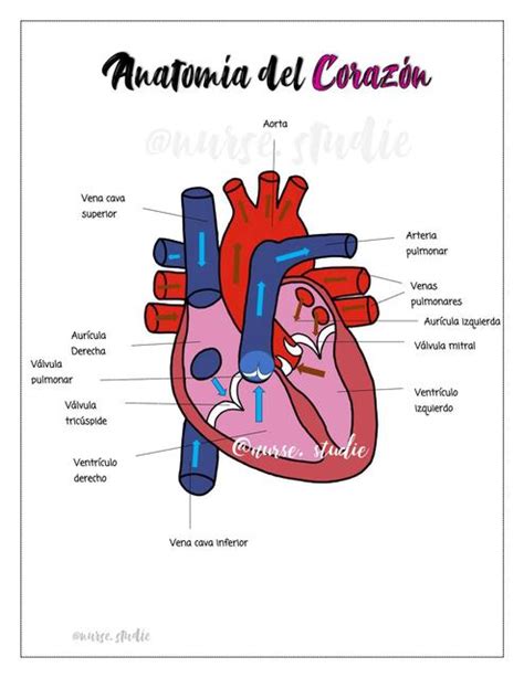 Anatomía Corazón Esquema Udocz