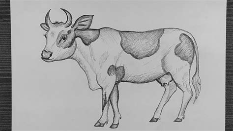 How To Draw A Cow With Pencil Cow Pencil Drawing Beautiful Cow