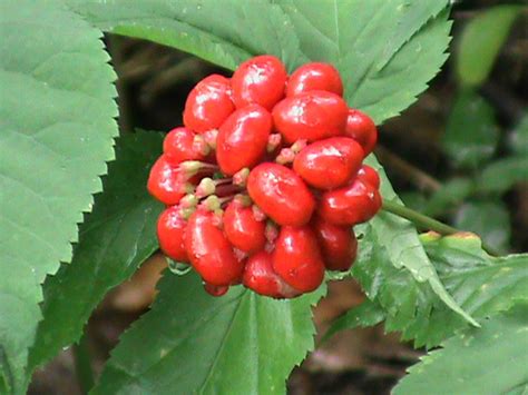 Ginseng Seed 1/2 oz - Colwell's Ginseng | Pennsylvania Ginseng Grower