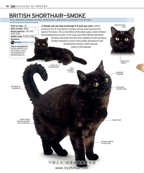 完整的猫品种手册 The Complete Cat Breed Book 猫的百科全书资料参考写真集 不移之火资源网