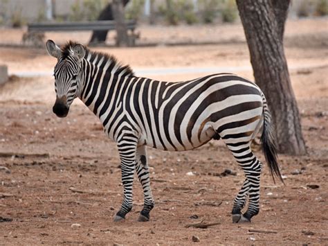 Plains Zebrasubspecies Variants Project Zoo Wiki Fandom