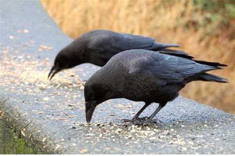 What Do Crows Eat A Complete List Of Crow Diet Birds Advice