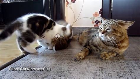 Funny Cats And Cute Kittens Compilation Youtube