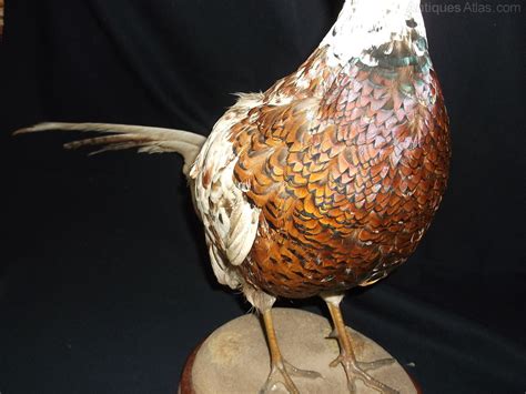 Antiques Atlas Cock Pheasant