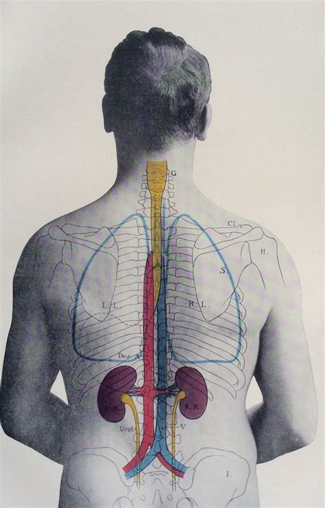 Diagram Of Backbone Antique 1900s Medical Diagram Scientific Print