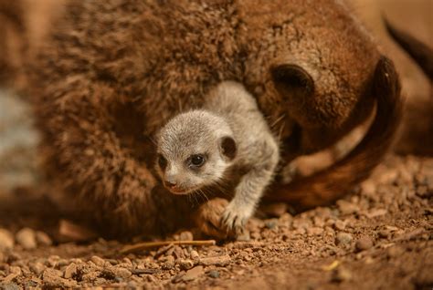 Four Baby Meerkats Born At Chester Zoo North Wales Live