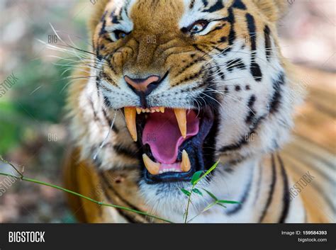 Tiger Growling Image And Photo Free Trial Bigstock