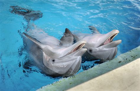 Dolphin Aquarium Driverlayer Search Engine