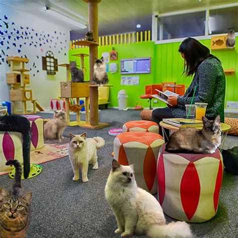 Fancy Meow Cat Cafe Rotorua All You Need To Know Before You Go