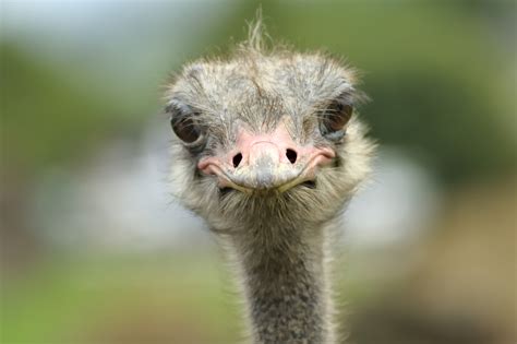 Información, biología y los machos de avestruz se aparean con varias hembras durante la época de reproducción. El Avestruz - CONADEIP