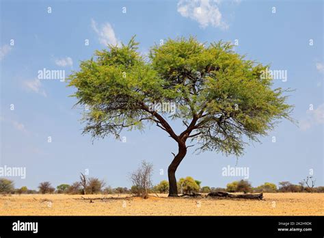 Camel Thorn Tree Against A Blue Sky Stock Photo Alamy