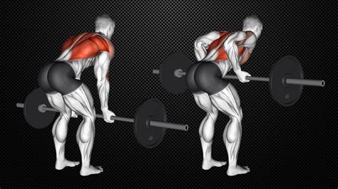Reverse Grip Row Muscles Worked How To Benefits And Alternatives Trendradars