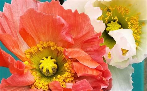 The Language Of Icelandic Poppies Wild At Heart