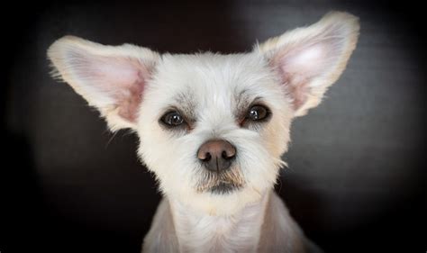 14 Dogs Breeds With Pointy Ears Dogs With Bat Ears