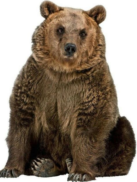 Beautiful Sitting Grizzly Bear Медведи гризли Фотографии животных