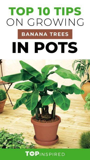 The Top 10 Tips On Growing Banana Trees In Pots