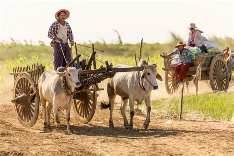 Burmese People Driving Oxcart Editorial Photo Image Of Poverty