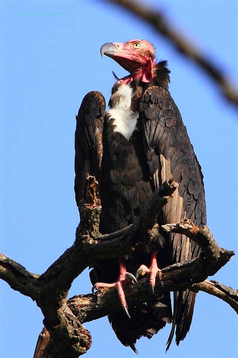 Red Headed Vulture Sarcogyps Calvus Old World Vulture Aka Asian