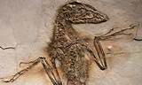 Photos of Huge Dinosaur Fossil Found