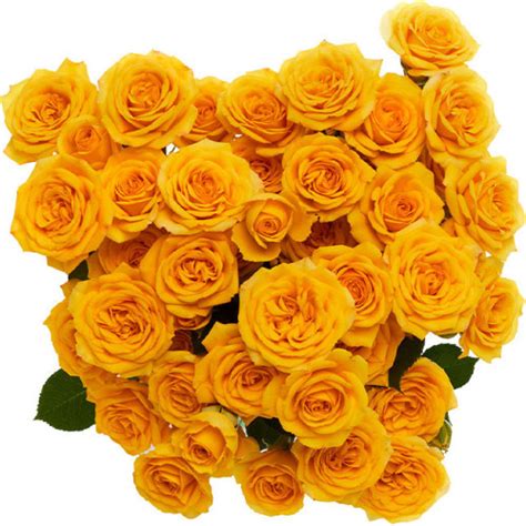 Spray Rose Yellow Babe Yellow By The Box 100 Stems