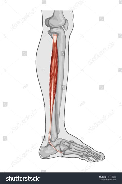 Fibularis Peroneus Longus Anatomy Leg Foot Stock Vektor Royaltyfri